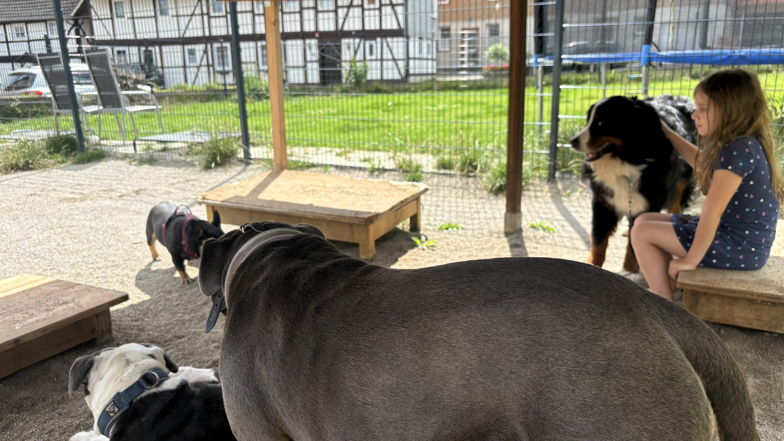 Hunde in der Hundebetreuung in Liebenburg