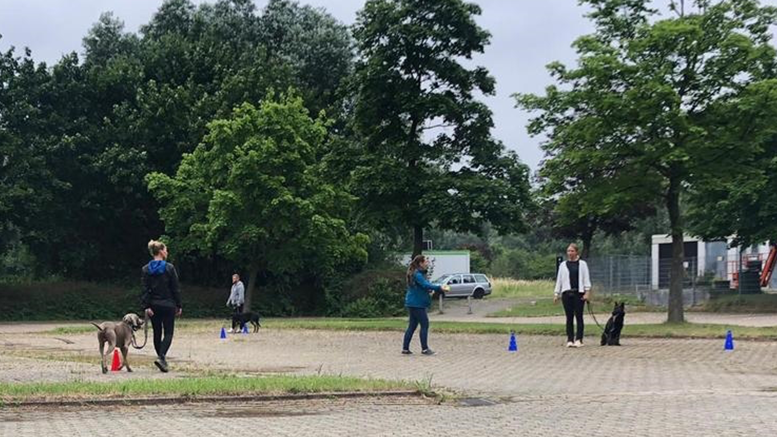 hundeschule gruppentraining liebenburg